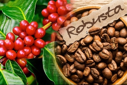 Giá cà phê hôm nay 18/3/2021: Thị trường trong nước cán mốc 33.000 đồng/kg