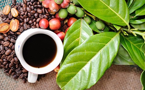 Giá cà phê hôm nay 24/3/2021: "Tụt" giảm 400 đồng/kg