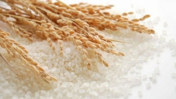 Giá gạo hôm nay 3/4: Tăng mạnh