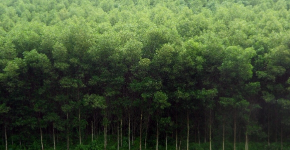 Đấu giá 4,25 ha cây keo lai tại tỉnh Bình Phước