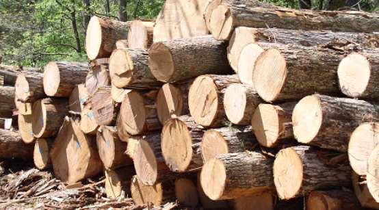 Đấu giá khai thác gỗ rừng trồng tại tỉnh Thừa Thiên Huế