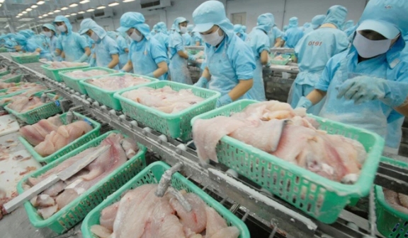 Thị trường Việt: Ngành cá tra đối mặt với nguy cơ thiếu nguồn cung
