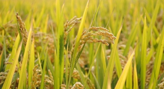 Giá gạo hôm nay 13/4/2021: Chưa dứt đà giảm