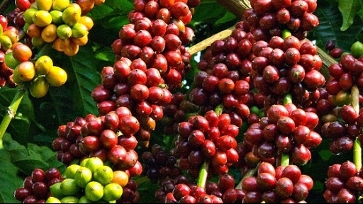 Giá cà phê hôm nay 18/4/2021: Thị trường trong nước tiến sát mốc 33.000 đồng/kg