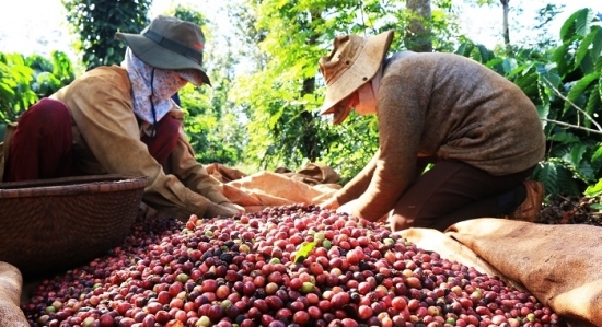 Xuất khẩu cà phê sang Trung Quốc lao dốc, thị trường có thể chịu nhiều sức ép