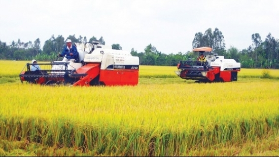 EVFTA: Xuất khẩu gạo sang EU tăng gấp 4 lần