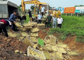 Quảng Ninh: Tiêu hủy gần 8.000 con gà giống không rõ nguồn gốc