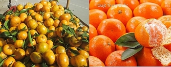 Mẹo phân biệt một số loại hoa quả của Việt Nam và Trung Quốc