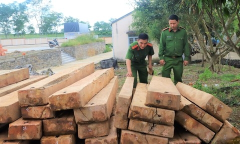 Xử phạt hành vi khai thác rừng trái pháp luật