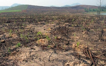 Nghệ An: Khởi tố 4 cán bộ Ban quản lý rừng gây thất thoát hơn 700 triệu đồng