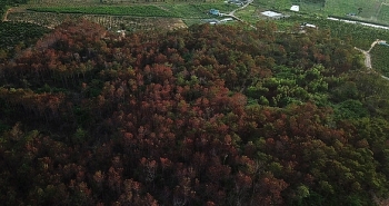 Bắt giữ 3 đối tượng phá hủy hơn 3.000 cây thông 20 năm tuổi