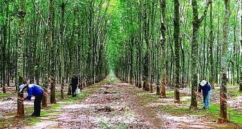 Đấu giá 1.418 cây cao su thanh lý tại tỉnh Bình Phước