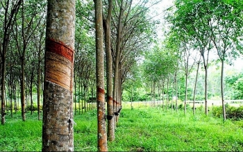Đấu giá quyền khai thác mủ 198,13 ha vườn cây cao su tại tỉnh Gia Lai