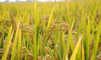 Giá gạo hôm nay 28/5: Giá xuất khẩu tăng trở lại