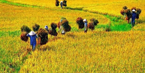Thị trường xuất khẩu gạo Ấn Độ tiếp tục giảm sâu