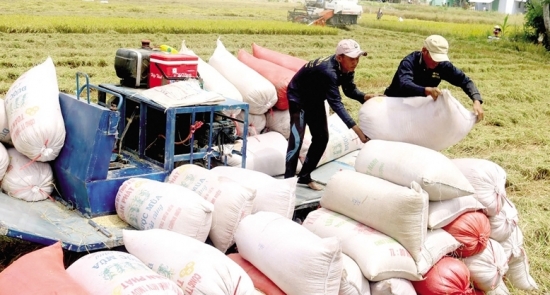 Thị trường gạo thế giới đồng loạt giảm giá trong tuần qua