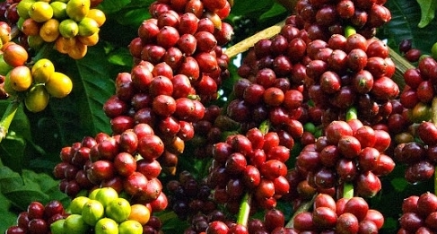 Giá cà phê hôm nay 21/5/2021: Cà phê Robusta trượt ngưỡng 1.500 USD