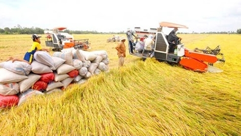 Cảnh báo tình trạng giả mạo xuất xứ gạo Việt