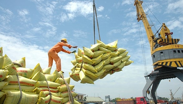 Lúa gạo được giá, doanh nghiệp xuất khẩu 