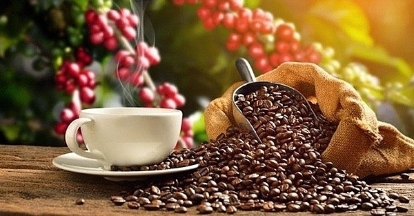 Giá cà phê hôm nay 24/5/2022: Xu hướng giảm rõ rệt