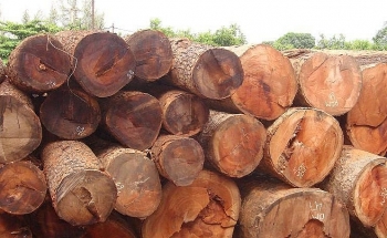 Đấu giá 48,428 m3 các loại gỗ tại tỉnh Khánh Hòa