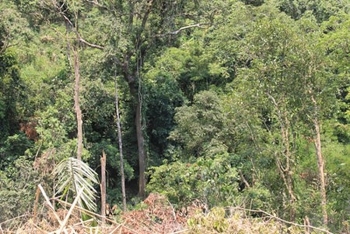 Đấu giá khai thác rừng trồng Dự án 661 tại tỉnh Quảng Trị
