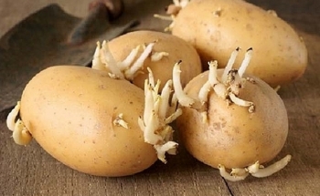 Tại sao khoai tây mọc mầm gây độc cho cơ thể?