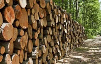 Đấu giá gỗ, củi khai thác rừng trồng tại tỉnh Quảng Trị