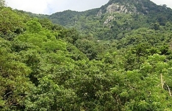 Đấu giá thanh lý 12,3ha rừng tại tỉnh Tây Ninh