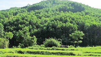 Đấu giá khai thác tận dụng 1,156ha rừng thông tái sinh tự nhiên tại tỉnh Thừa Thiên Huế