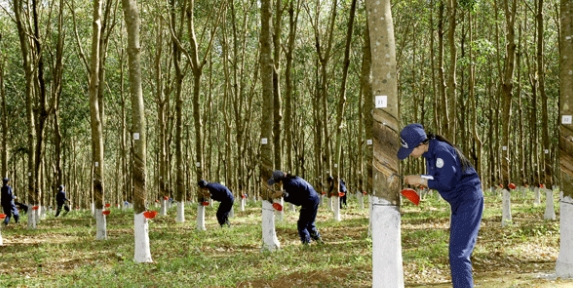 Giá cao su hôm nay 9/6: Tiếp đà cao trên thị trường thế giới