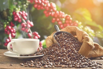 Dự báo giá cà phê tuần tới (15-19/6): Cà phê thế giới có thể giảm sâu