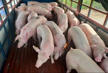 Cập nhật giá lợn hơi Thái Lan nhập về Việt Nam: Khoảng 70.000 đồng/kg