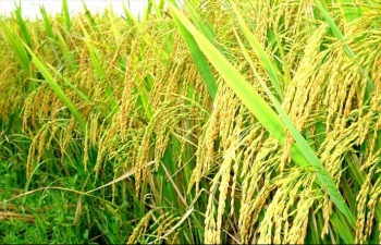 Cập nhật giá gạo chiều ngày 22/6: Gạo trong nước giảm mạnh