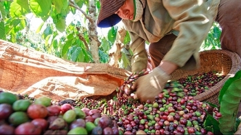 Xuất nhập khẩu cà phê Việt Nam năm 2020 giảm mạnh do khả năng cạnh tranh thấp