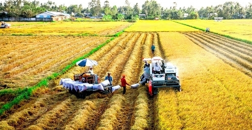 Giá gạo xuất khẩu Việt Nam giảm vì nhu cầu giảm