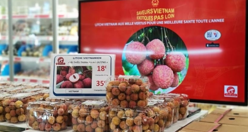 Gia nhập thị trường Pháp: Vải thiều Việt Nam đón đầu xu thế tiêu dùng mới