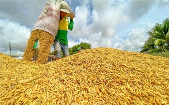 Gạo Thái Lan tiếp tục dẫn đầu bảng giá
