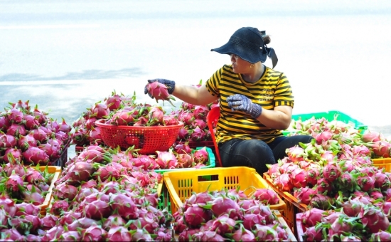 Thị trường nông sản Việt Nam đang lấn sâu vào thị trường Mỹ