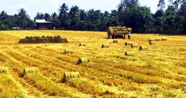 Xuất khẩu gạo nên tập trung vào các thị trường bền vững