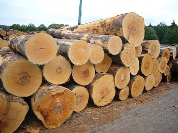 Đấu giá 3 lô gỗ tại tỉnh Ninh Thuận