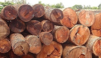 Đấu giá các loại gỗ tại tỉnh Kon Tum, Gia Lai