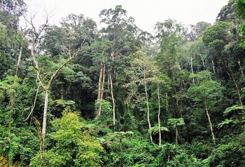 Đấu giá khai thác 3,29 ha rừng trồng tại tỉnh Thừa Thiên Huế