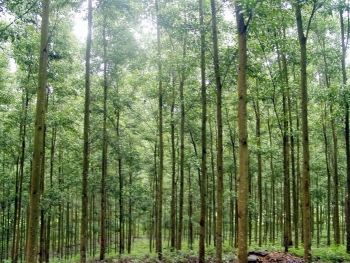 Đấu giá sản phẩm sau khai thác tỉa thưa gỗ rừng trồng dự án JIBIC tại tỉnh Thừa Thiên Huế