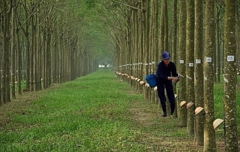 Đấu giá quyền khai thác mủ trên vườn cây thanh lý tái canh năm 2020 tại tỉnh Bình Dương