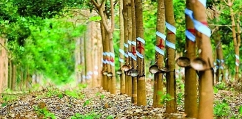 Đấu giá 15.114 cây cao su thanh lý tại tỉnh Bình Thuận