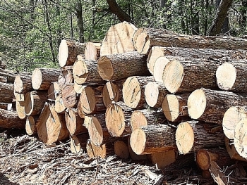 Đấu giá khai thác gỗ rừng trồng sản xuất tại tỉnh Thừa Thiên Huế