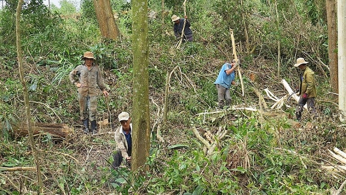 dau gia go cui tai tinh phu yen