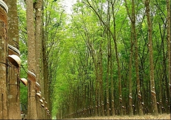 Đấu giá 3.772 cây cao su thanh lý tại tỉnh Tây Ninh