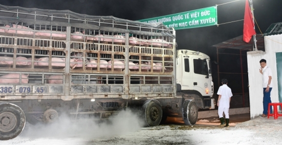 Nhập khẩu thêm gần 2.500 con lợn sống từ Thái Lan về Việt Nam